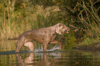 Weimaraner at duck hunting