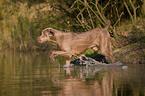 Weimaraner at hunting