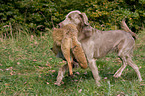 Weimaraner at fox hunting