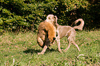 Weimaraner at fox hunting
