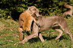 Weimaraner at fox hunting