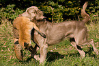 Weimaraner at fox hunting