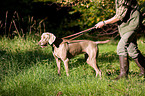huntsman with weimaraner