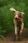 running Weimaraner