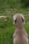 Weimaraner watchs hare