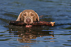 swimming Weimaraner