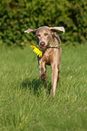 Weimaraner with sunflower