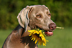 Weimaraner with sunflower