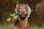 Weimaraner with rose