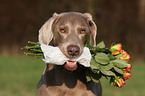 Weimaraner with rose