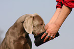 Weimaraner gets reward