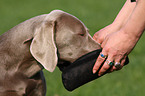 Weimaraner gets reward