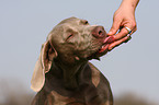 Weimaraner gets reward