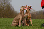 Weimaraner