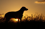 Weimaraner at sundown