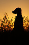 Weimaraner at sundown