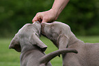 Weimaraner Puppies