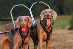 Weimaraner Sacco-Car
