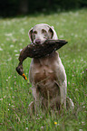 Weimaraner at hunting