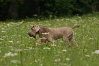 Weimaraner at hunting