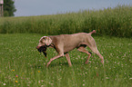 Weimaraner at hunting