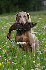 Weimaraner at hunting