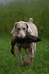 Weimaraner at hunting