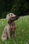 Weimaraner at hunting