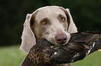 Weimaraner at hunting