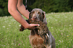 Weimaraner at hunting