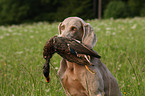 Weimaraner at hunting