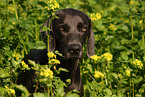 Weimaraner Portrait