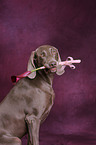 Weimaraner Portrait