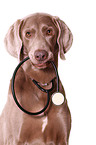Weimaraner with stethoscope