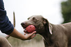 Weimaraner