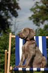 Weimaraner Puppy