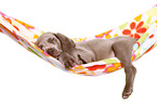 Weimaraner Puppy