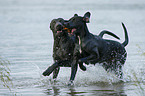2 playing dogs