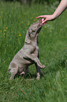Weimaraner Puppy