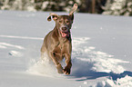 Weimaraner in snow
