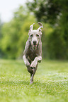 running shorthaired Weimaraner
