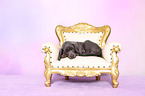 Weimaraner Puppy