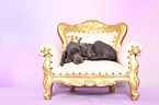 Weimaraner Puppy