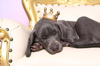 Weimaraner Puppy