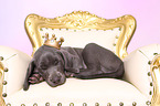 Weimaraner Puppy