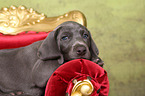 Weimaraner Puppy