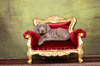 Weimaraner Puppy