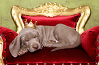 Weimaraner Puppy