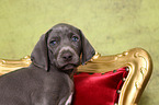 Weimaraner Puppy