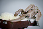 lying Weimaraner